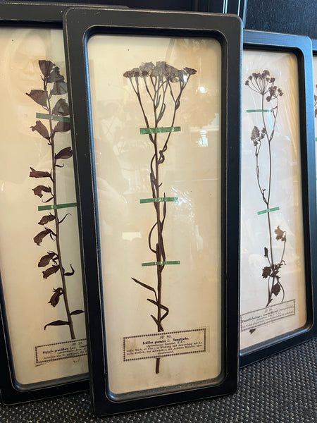 Black Framed Botanical Prints