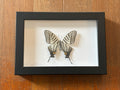 Dead Petal Studio ~ 5-Bar Swordtail Framed Specimen