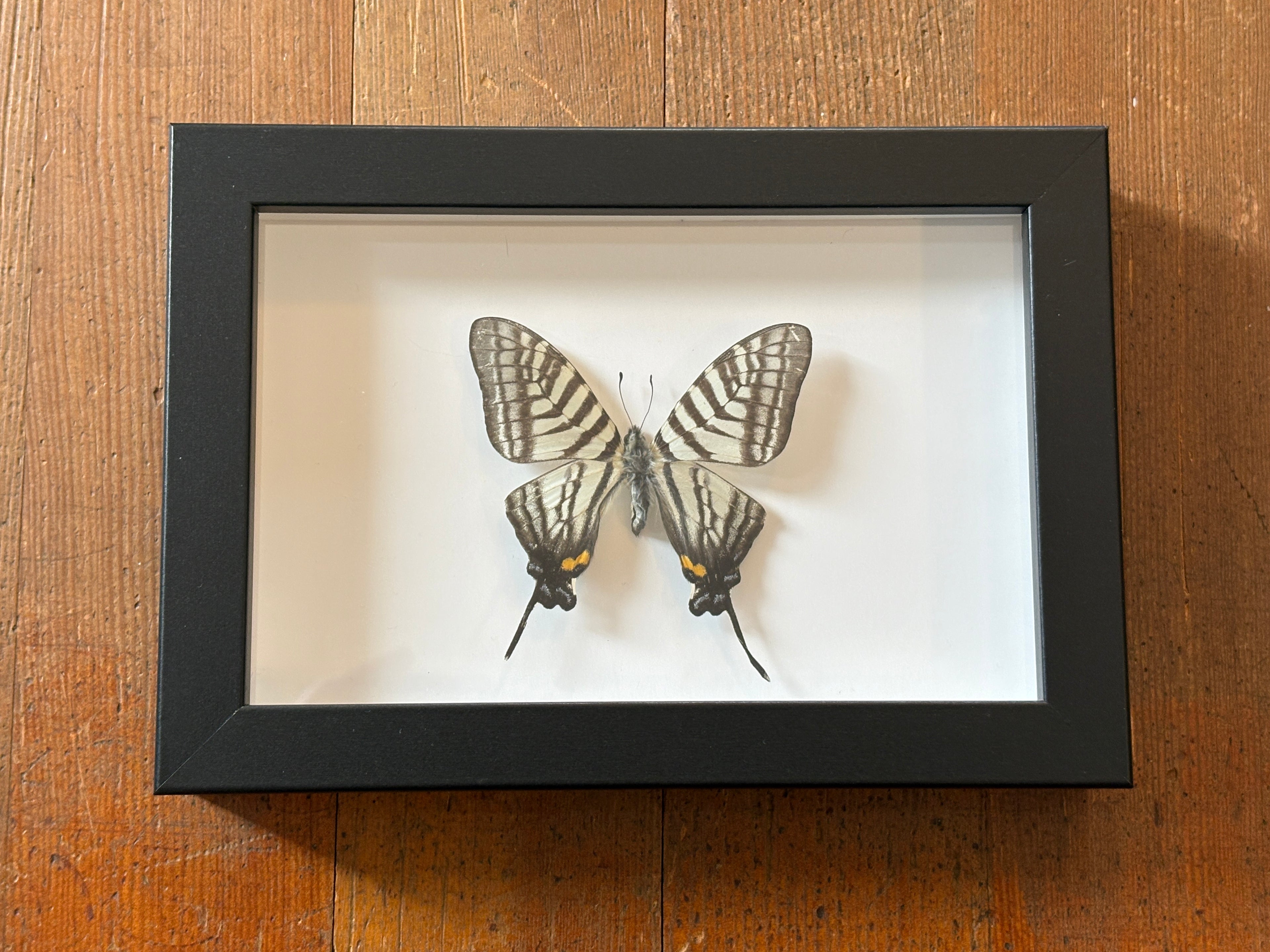 Dead Petal Studio ~ 5-Bar Swordtail Framed Specimen