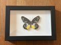 Dead Petal Studio ~ Redbase Jezebel Framed Specimen