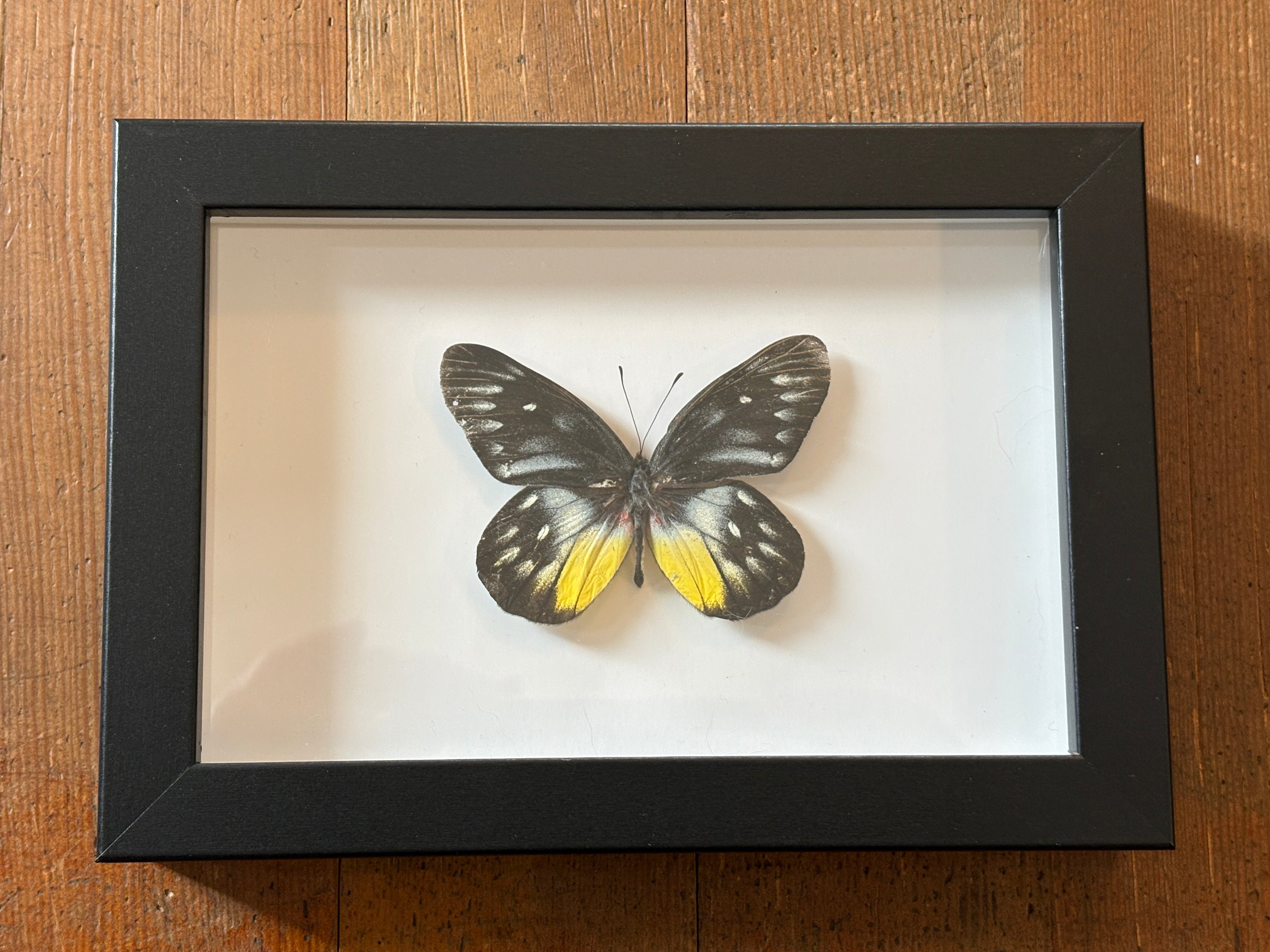 Dead Petal Studio ~ Redbase Jezebel Framed Specimen