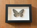 Dead Petal Studio ~ Blue Glassy Tiger Framed Specimen