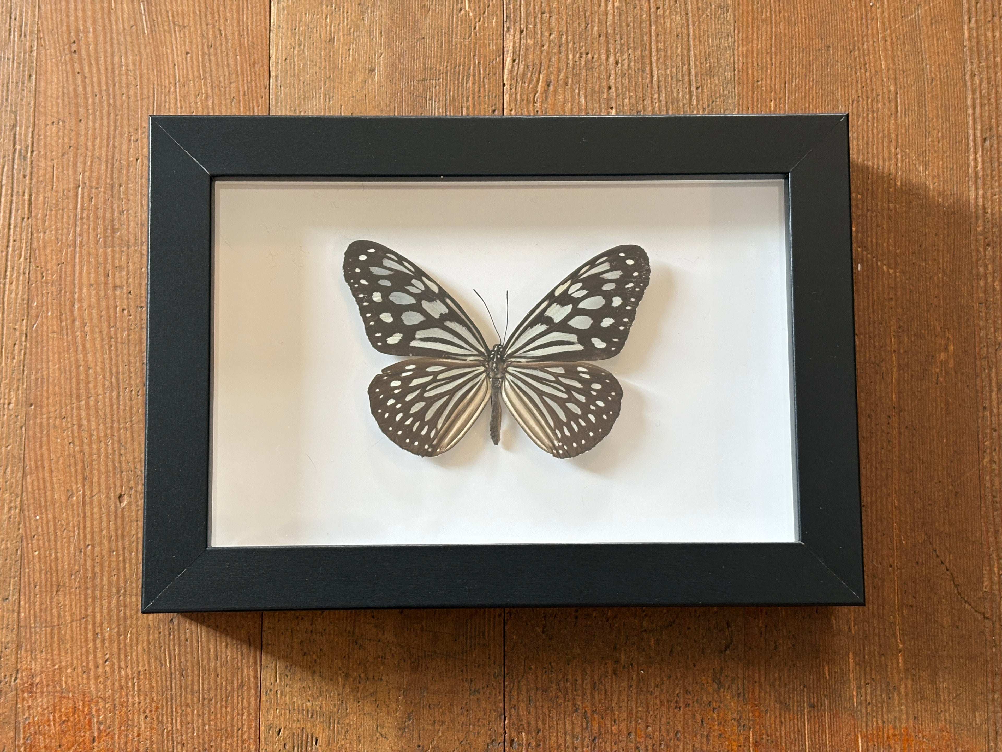 Dead Petal Studio ~ Blue Glassy Tiger Framed Specimen