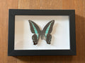 Dead Petal Studio ~ Common Blue Bottle Framed Specimen