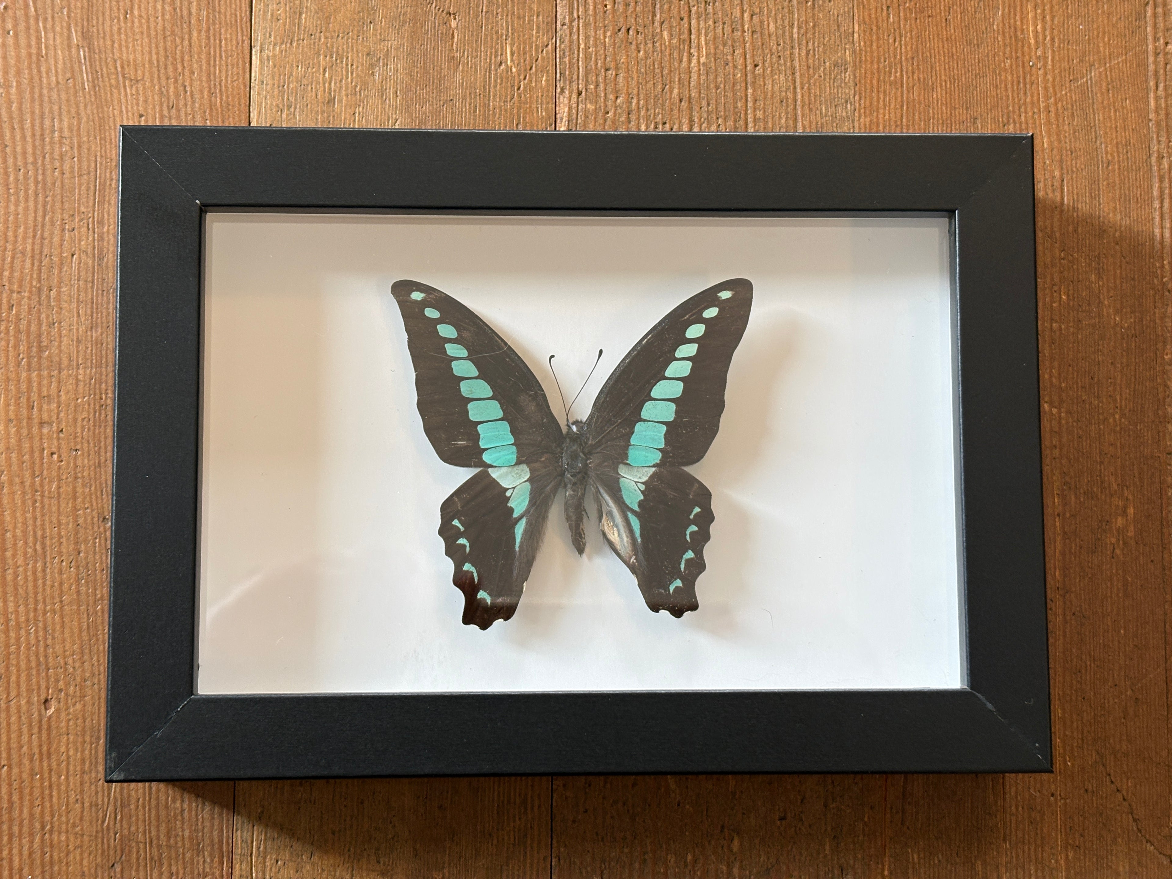 Dead Petal Studio ~ Common Blue Bottle Framed Specimen
