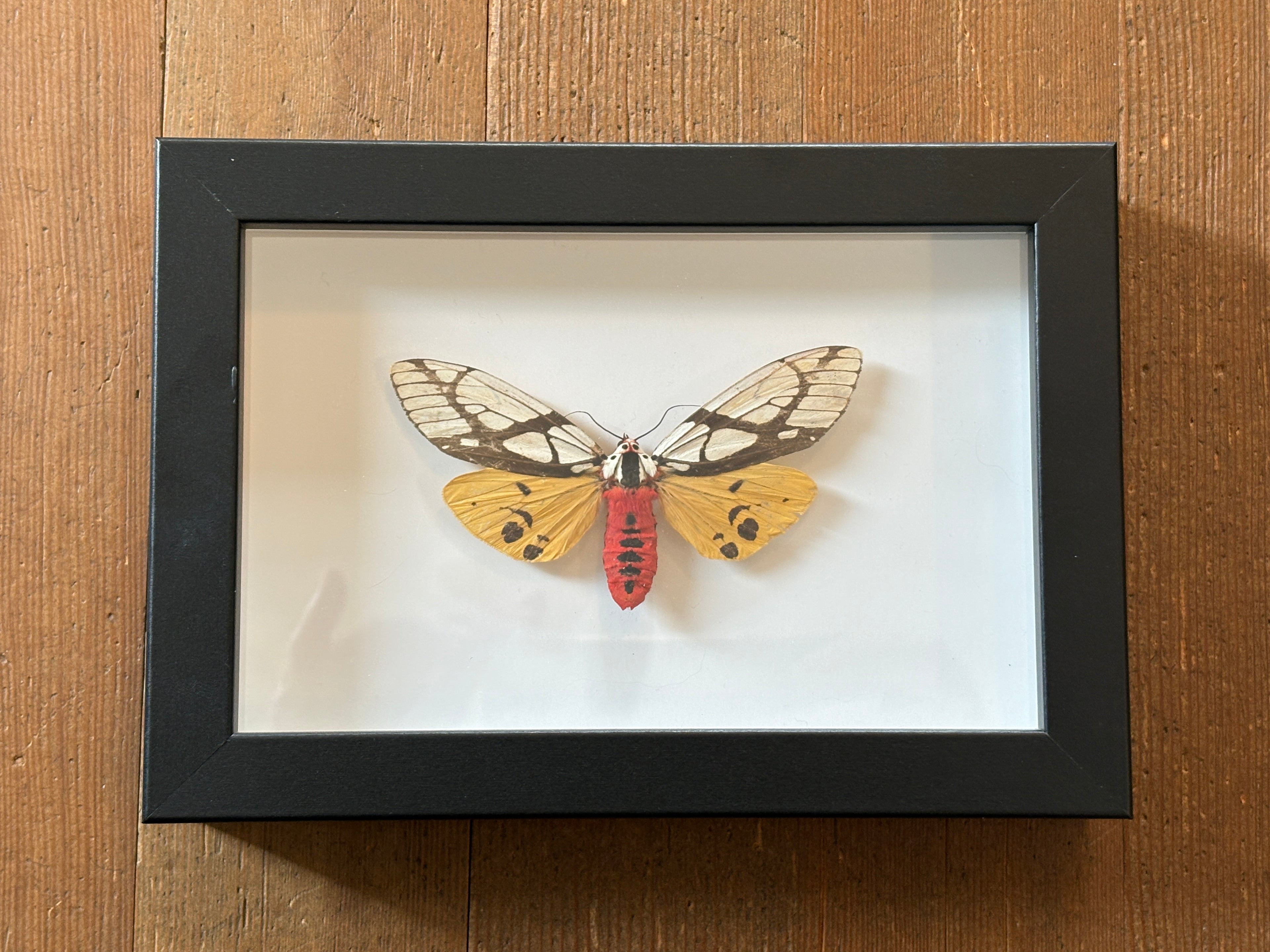 Dead Petal Studio ~ Milky Tiger Moth Framed Specimen