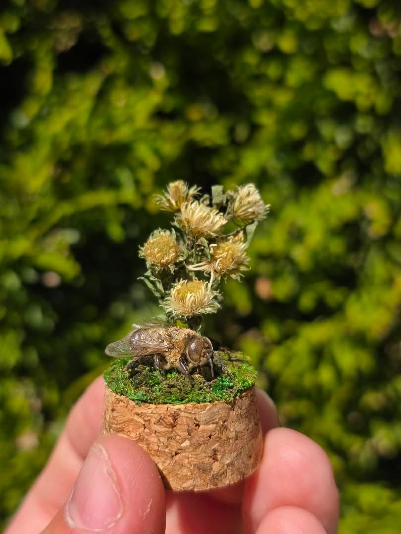 Dead Petal Studio – Bee Specimen