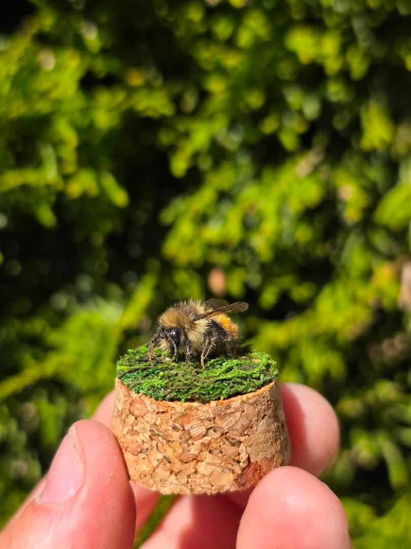 Dead Petal Studio – Bee Specimen