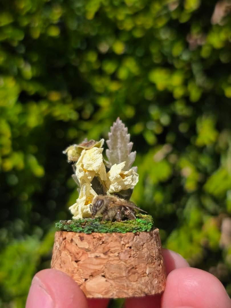 Dead Petal Studio – Bee Specimen