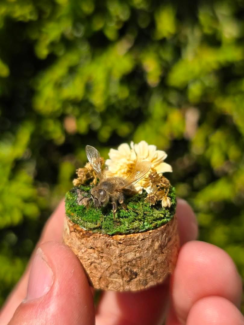 Dead Petal Studio – Bee Specimen