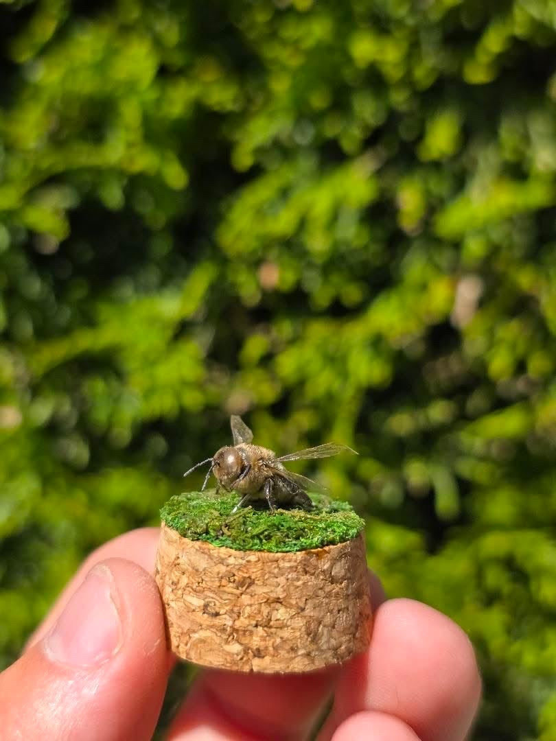 Dead Petal Studio – Bee Specimen