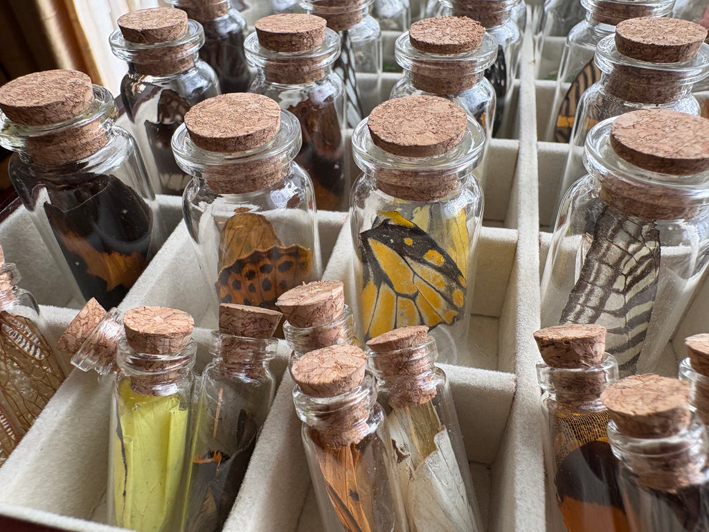 Dead Petal Studio – Butterfly Wing Specimen Jar