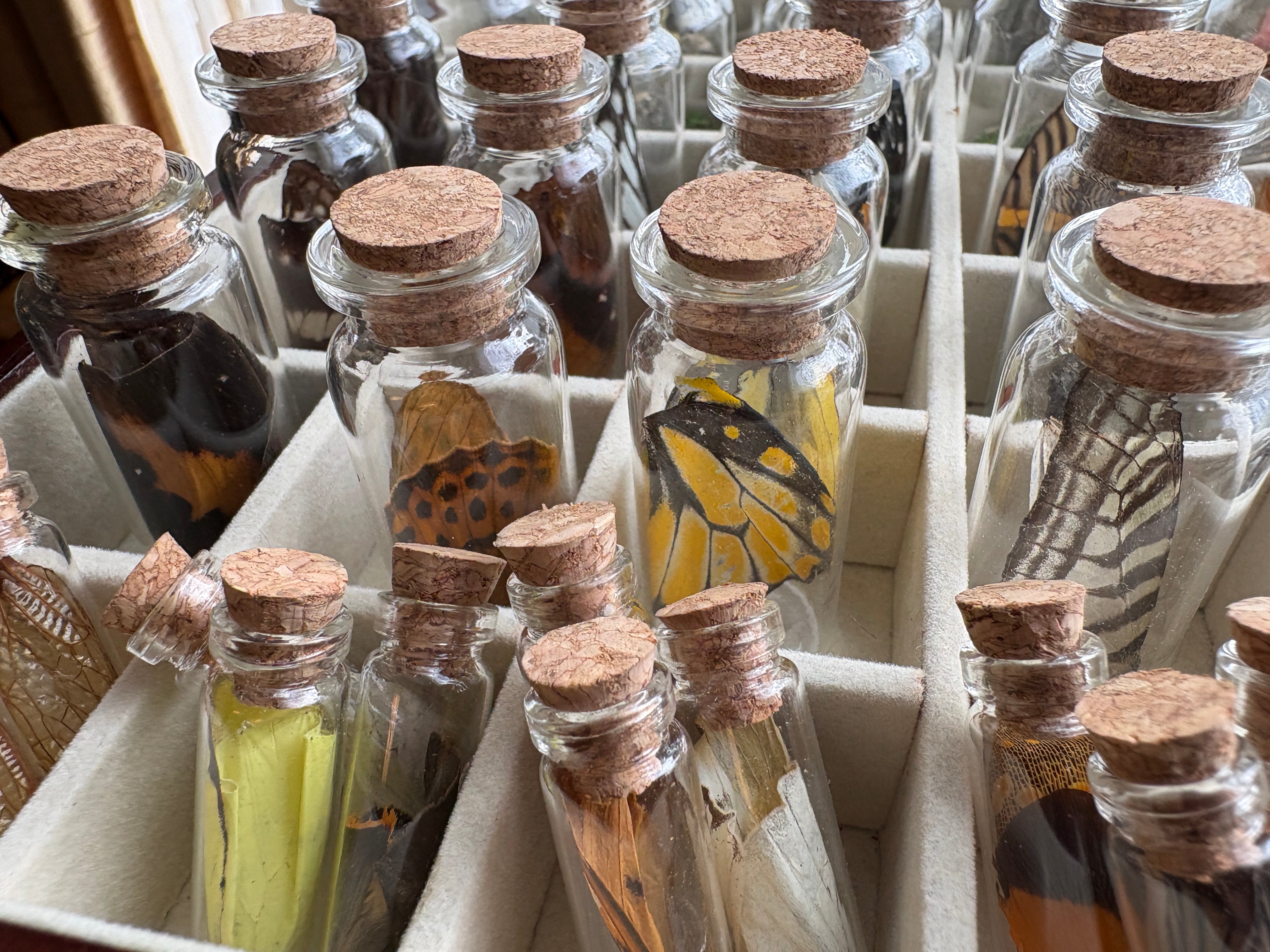 Dead Petal Studio – Butterfly Wing Specimen Jar
