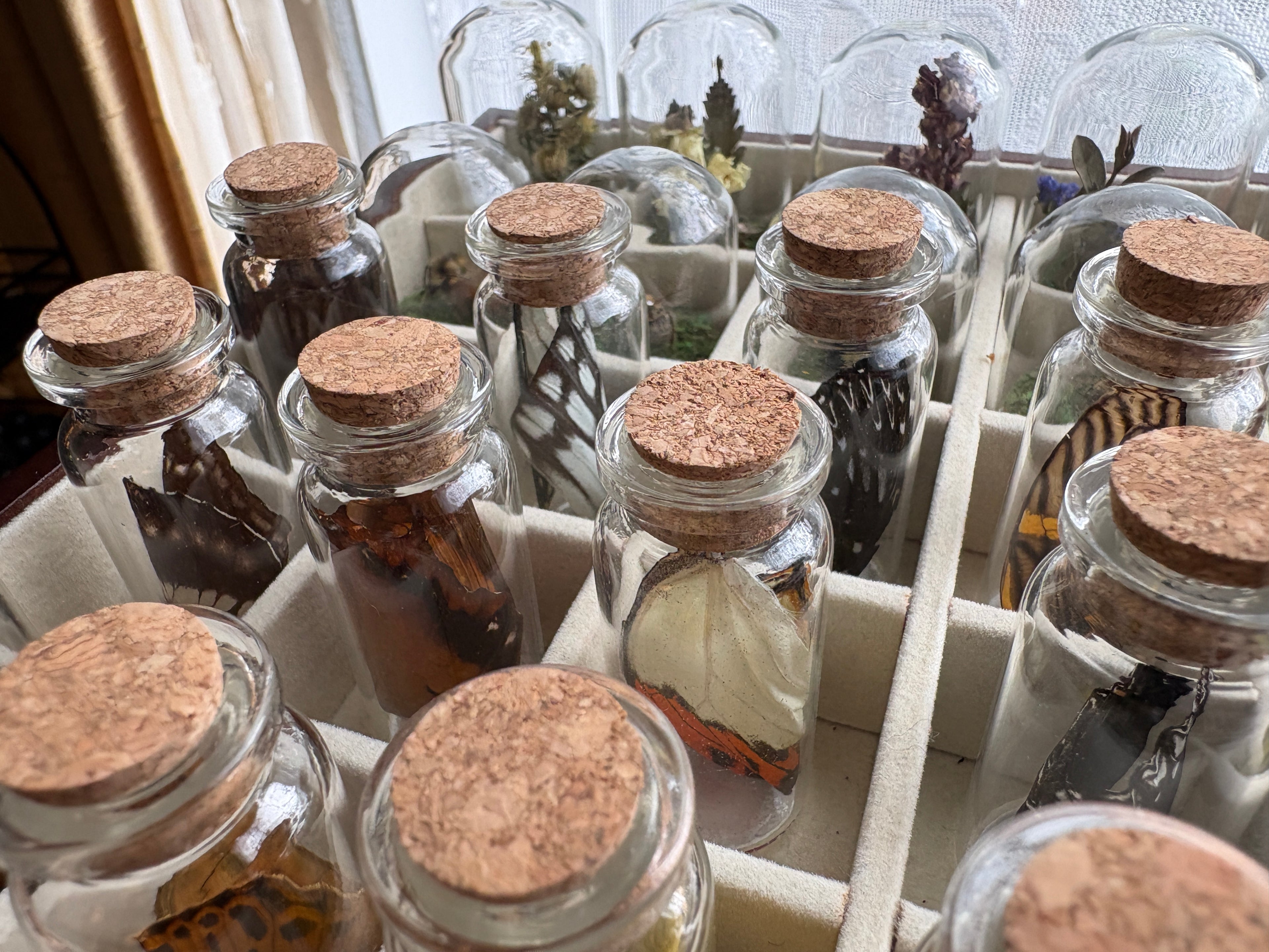 Dead Petal Studio – Butterfly Wing Specimen Jar
