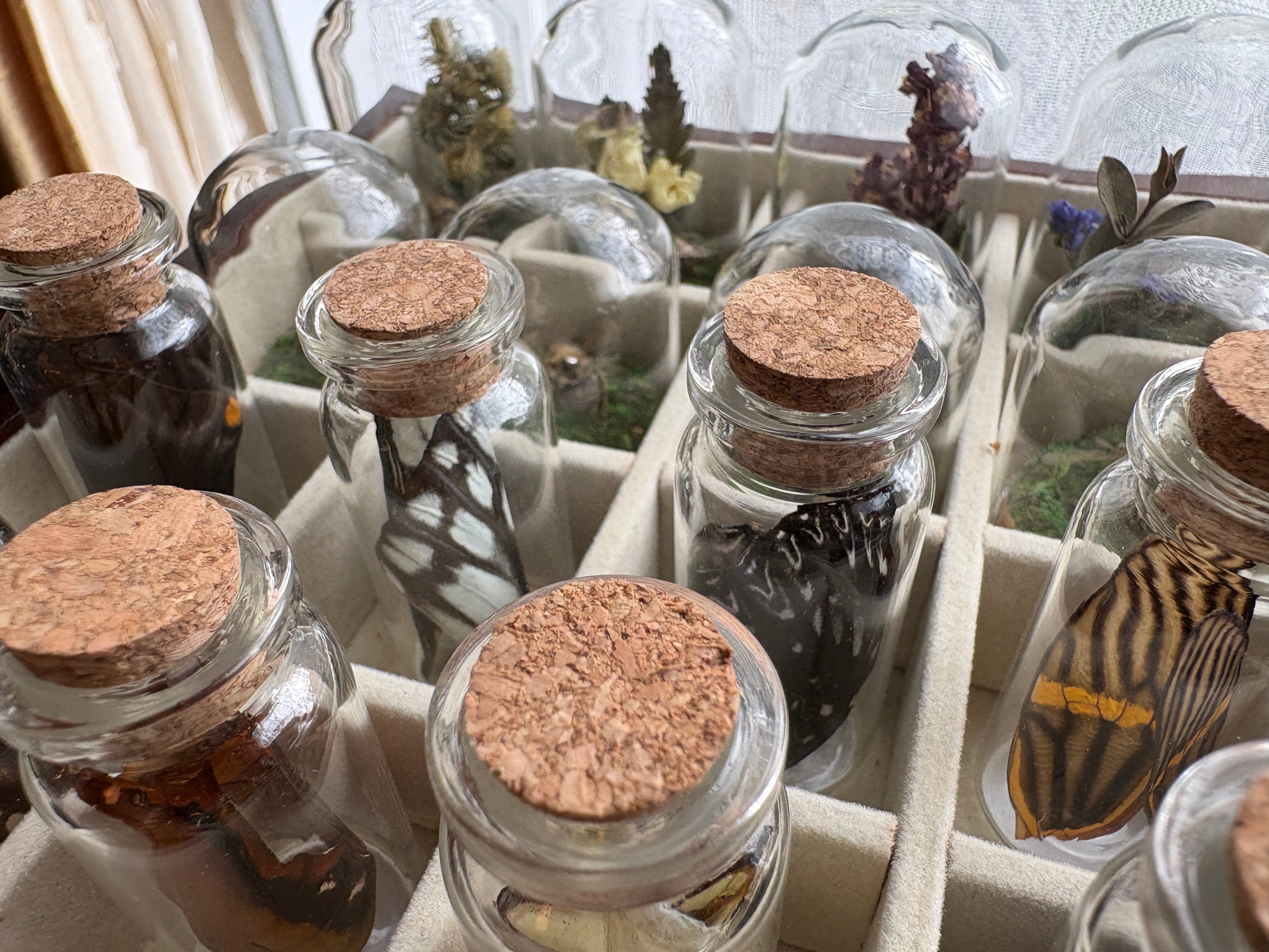 Dead Petal Studio – Butterfly Wing Specimen Jar