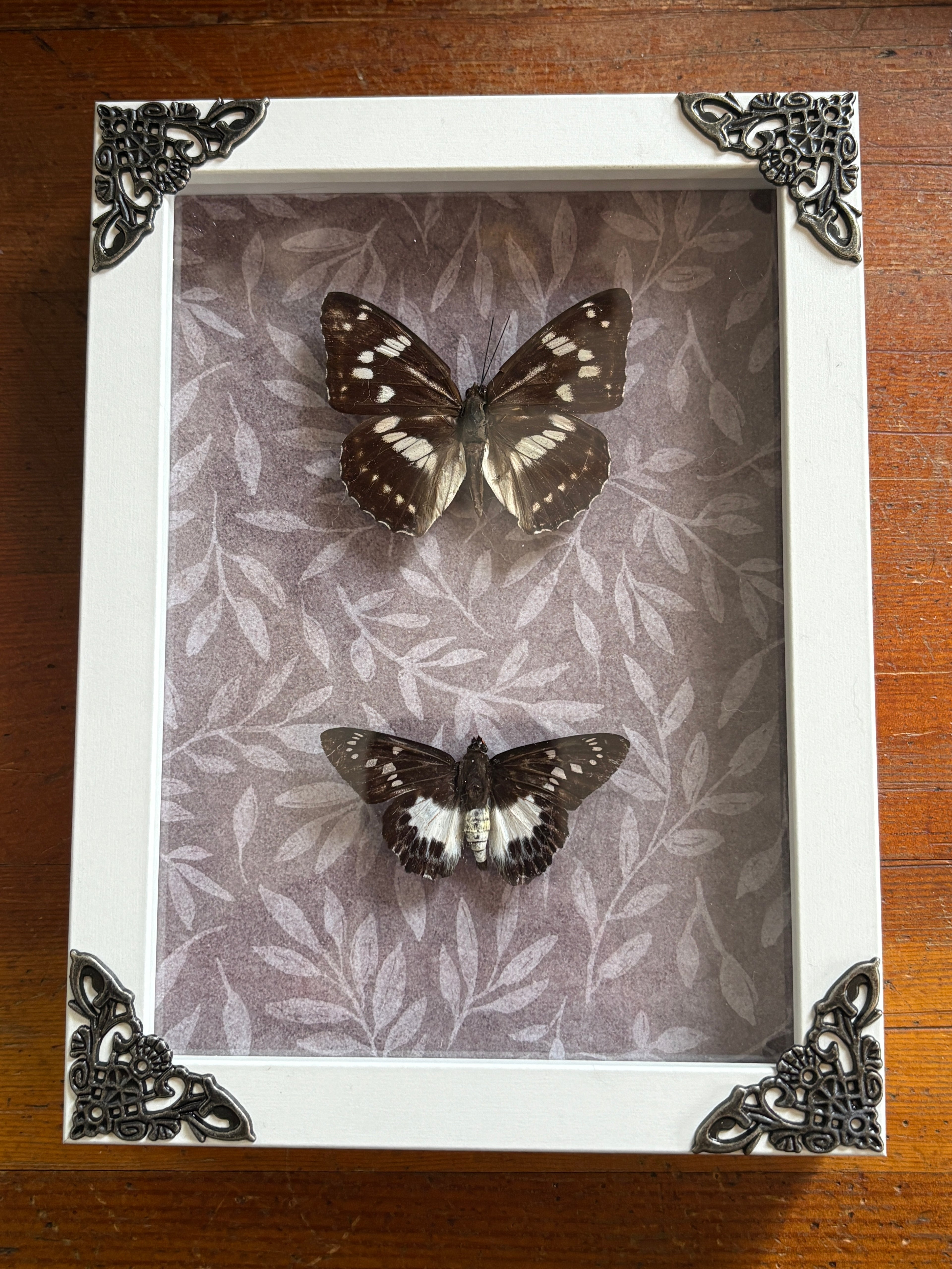 Dead Petal Studio – Amur Purple & Satarupa Forosibia Double Butterfly Framed Specimen