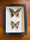 Dead Petal Studio – Asian Swallow & Spot Swordtail Double Butterfly Framed Specimen