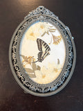 Dead Petal Studio – Chain Swordtail (Graphium aristeus hermocrates) Framed Specimen