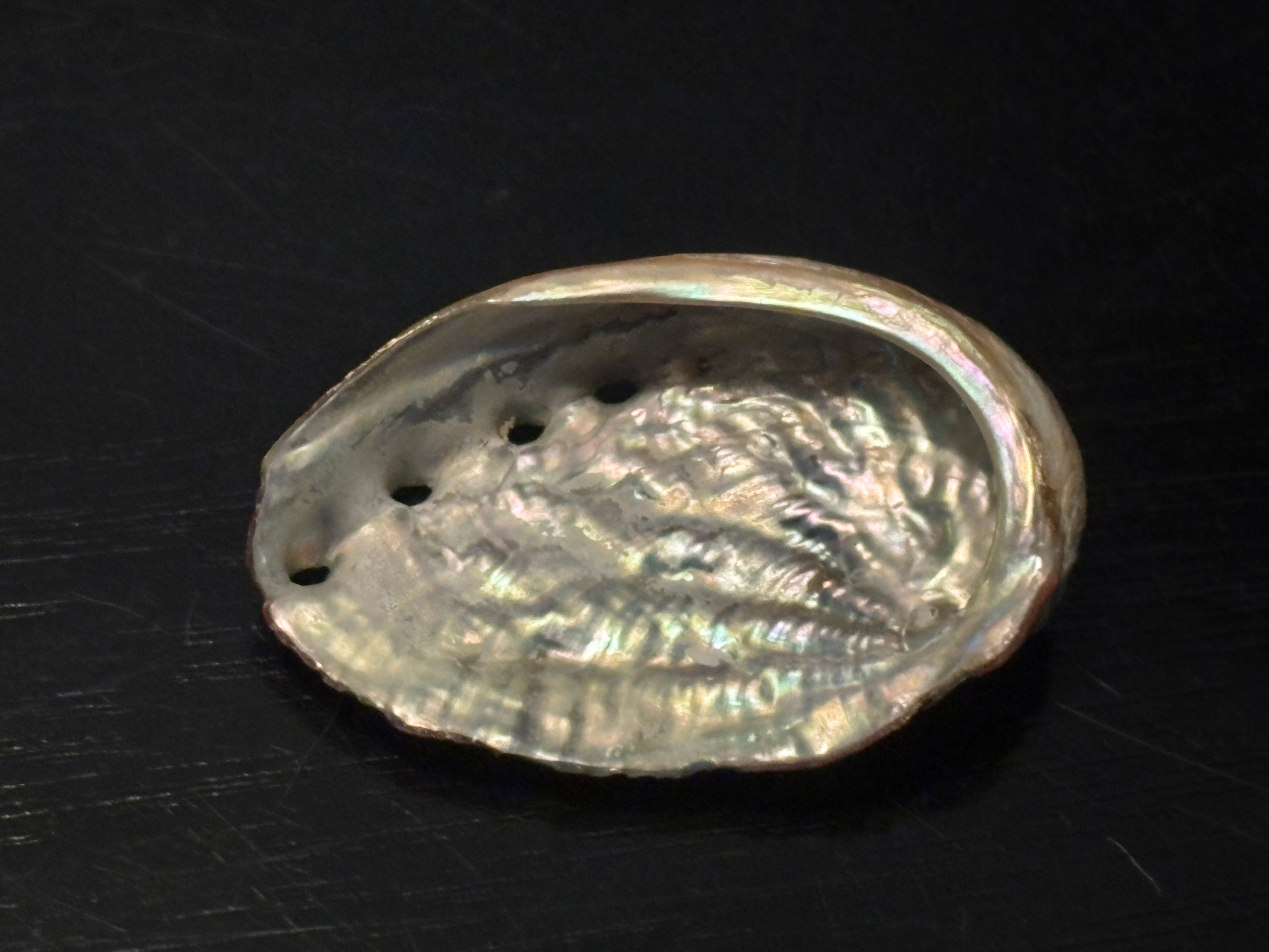 Abalone Shells