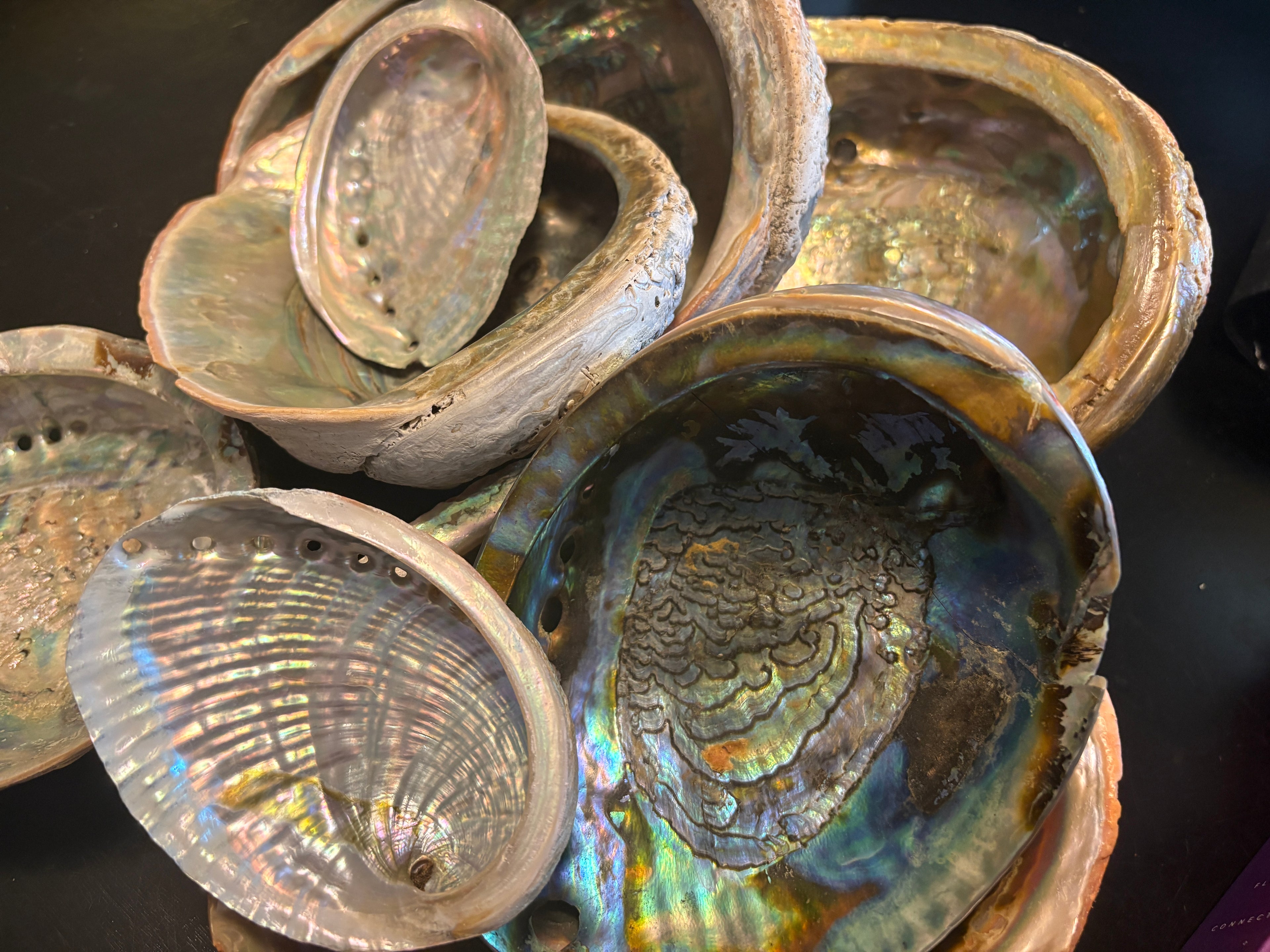 Abalone Shells
