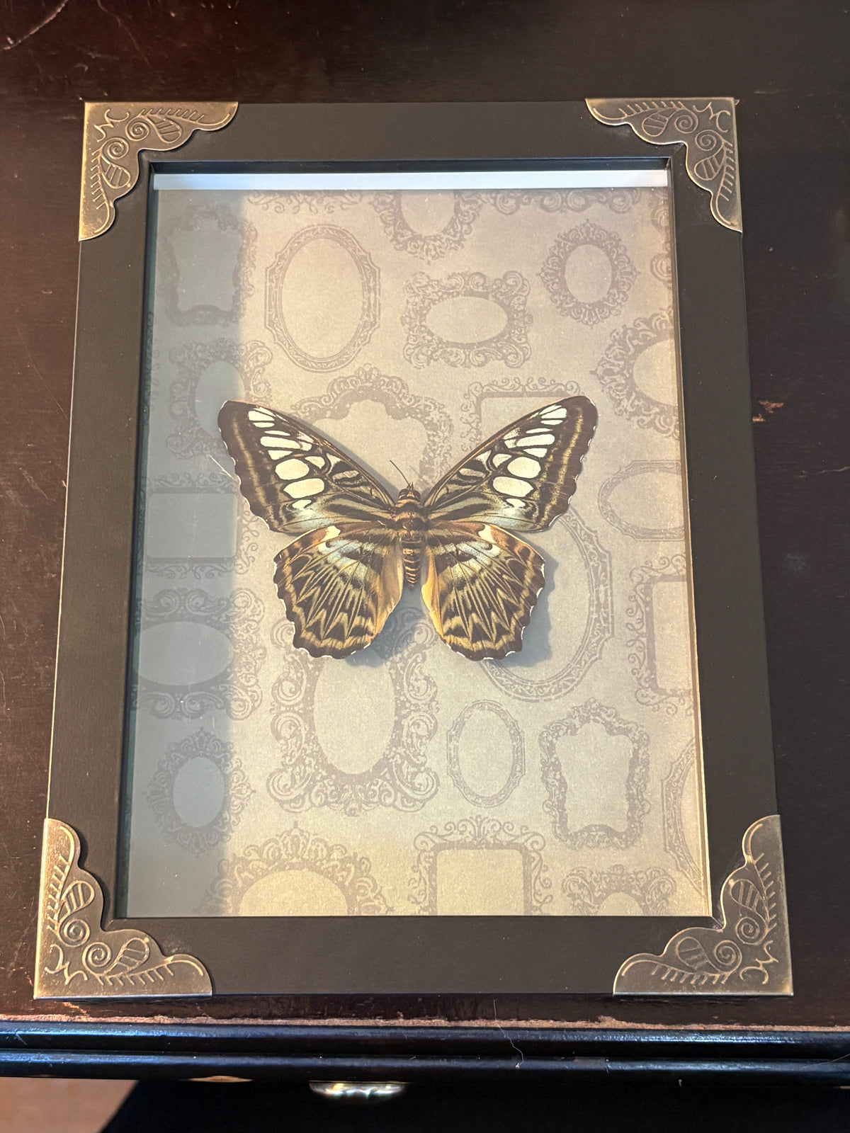 Dead Petal Studio – Clipper Framed Specimen