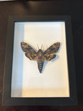Dead Petal Studio – Death Moth Framed Specimen