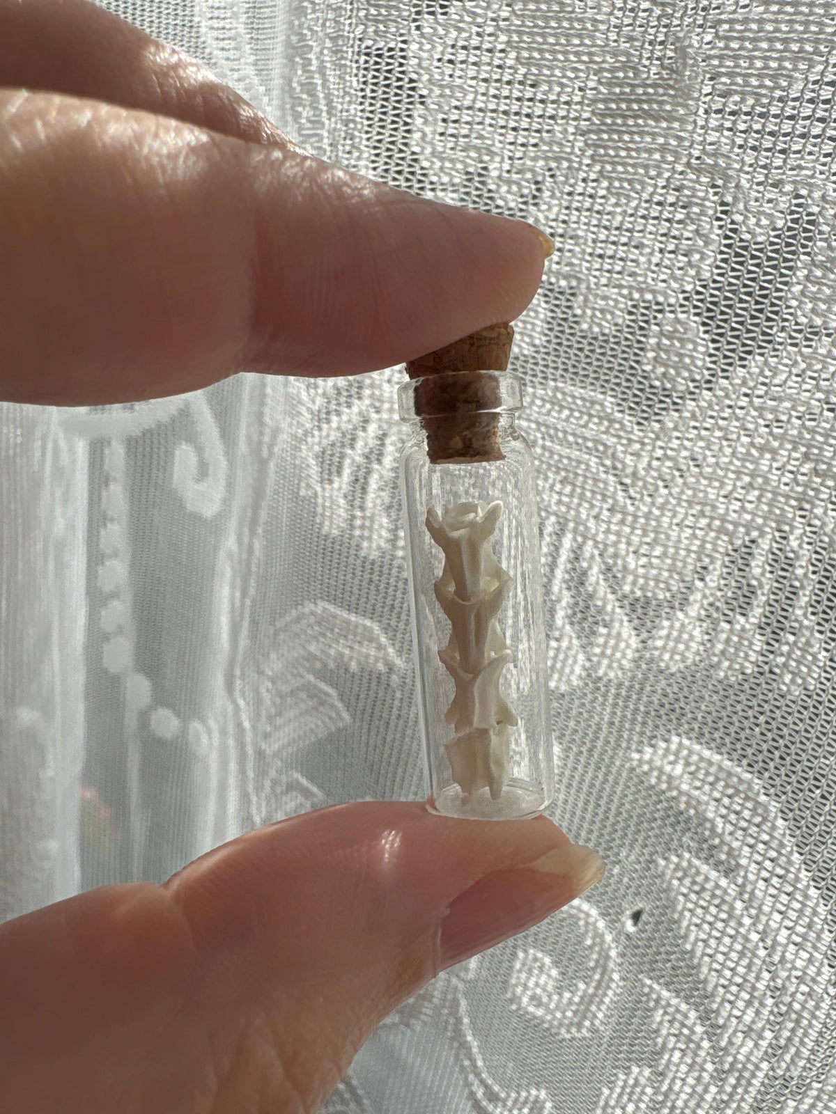 Dead Petal Studio – Snake Bone Specimen Jar