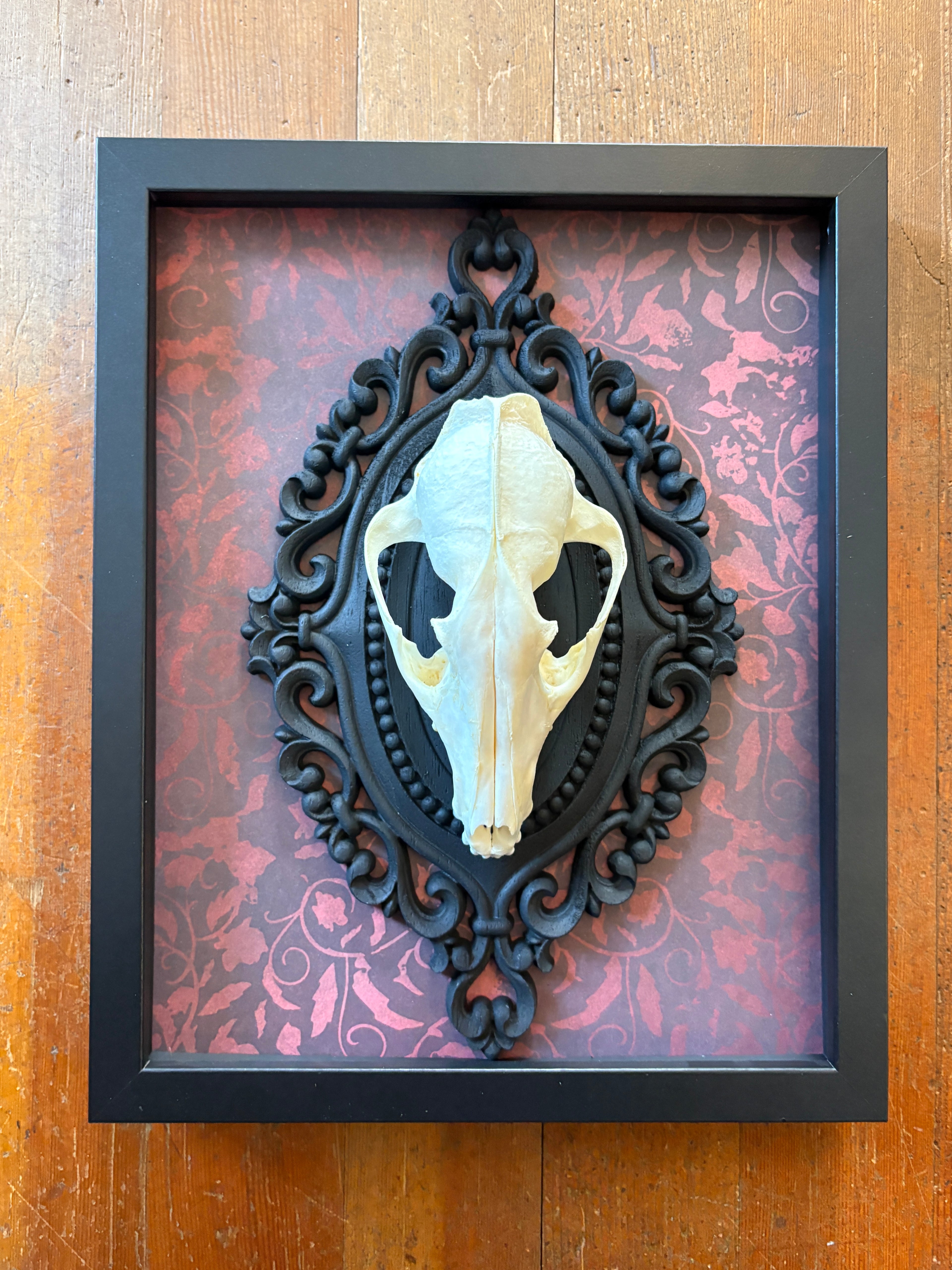 Dead Petal Studio – Fox Skull Framed Specimen