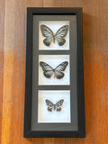 Dead Petal Studio – Triple Butterfly Framed Specimen
