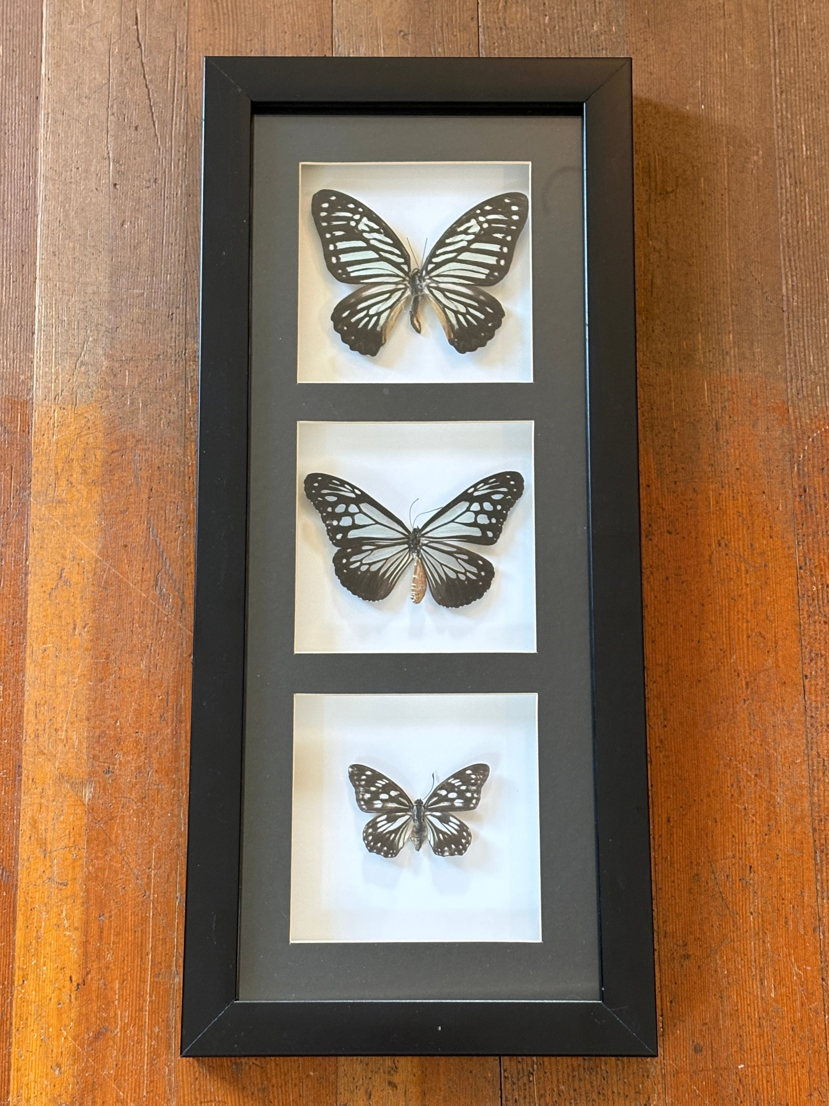 Dead Petal Studio – Triple Butterfly Framed Specimen