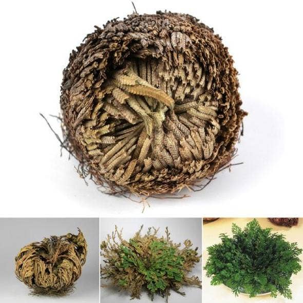Rose of Jericho, Resurrection, Magical Plant - Medium