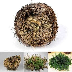 Rose of Jericho, Resurrection, Magical Plant - Medium