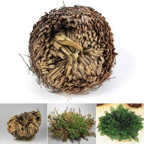 Rose of Jericho, Resurrection, Magical Plant - Medium
