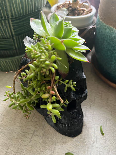 Skull Planter