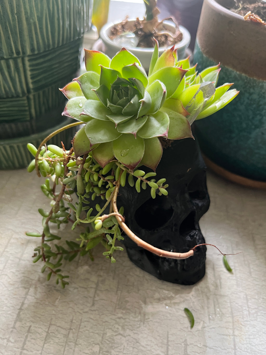 Skull Planter