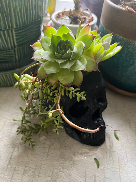Skull Planter