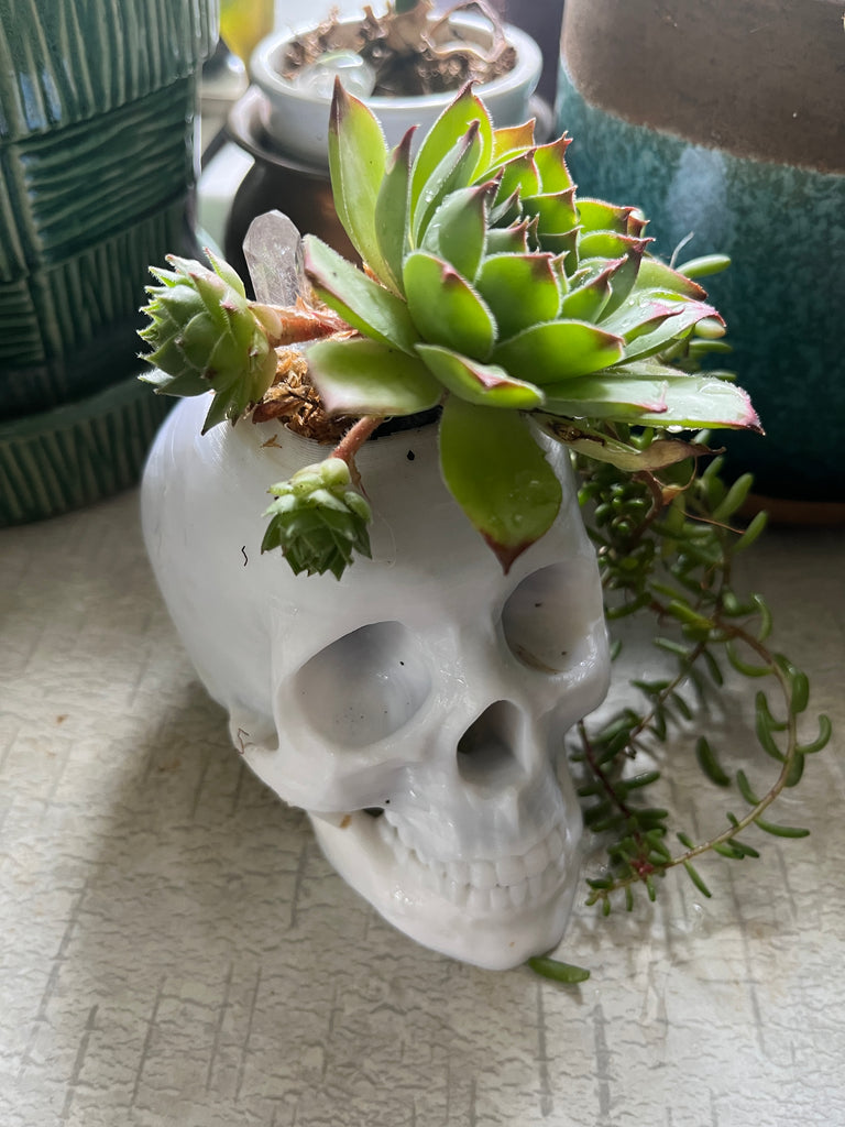 succulent in skull Skull Planter – The Magenta Rose House