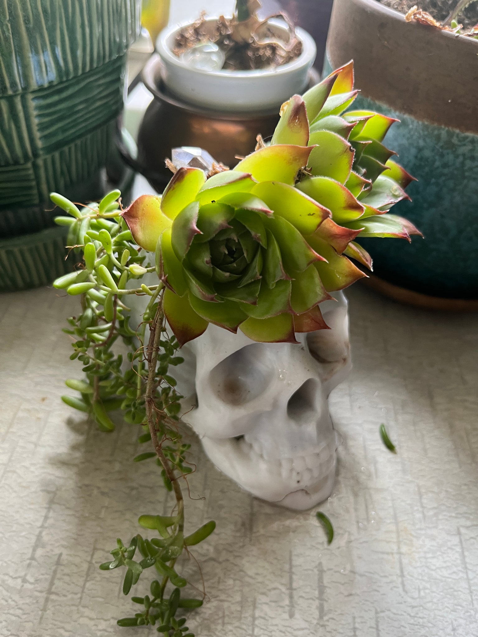 Skull Planter