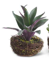 Large Faux Succulent in Twig Pot