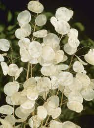 Lunaria 'Silver Dollar'