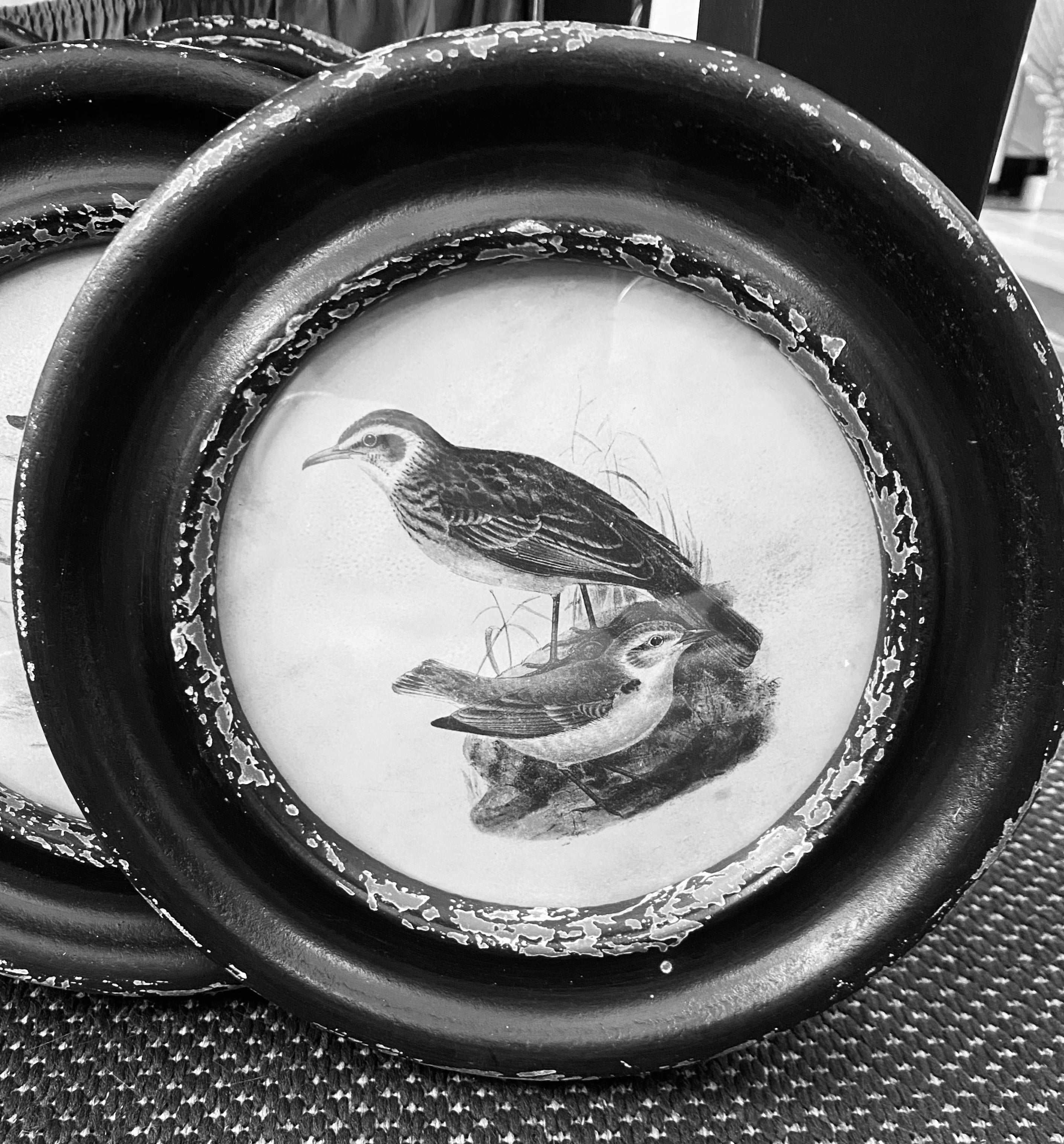 Black Round Framed Bird Prints