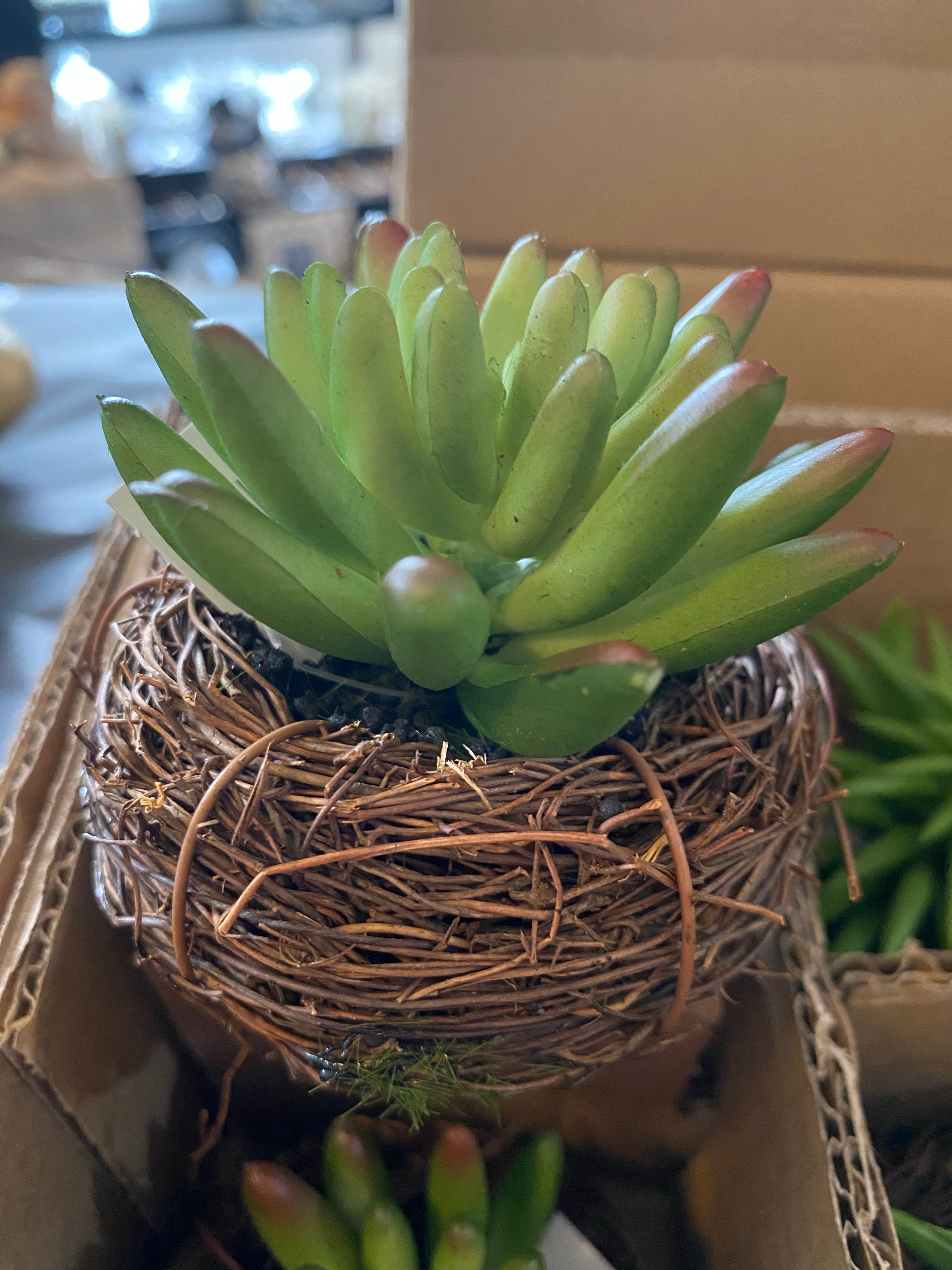 Small Faux Succulent in Twig Pot