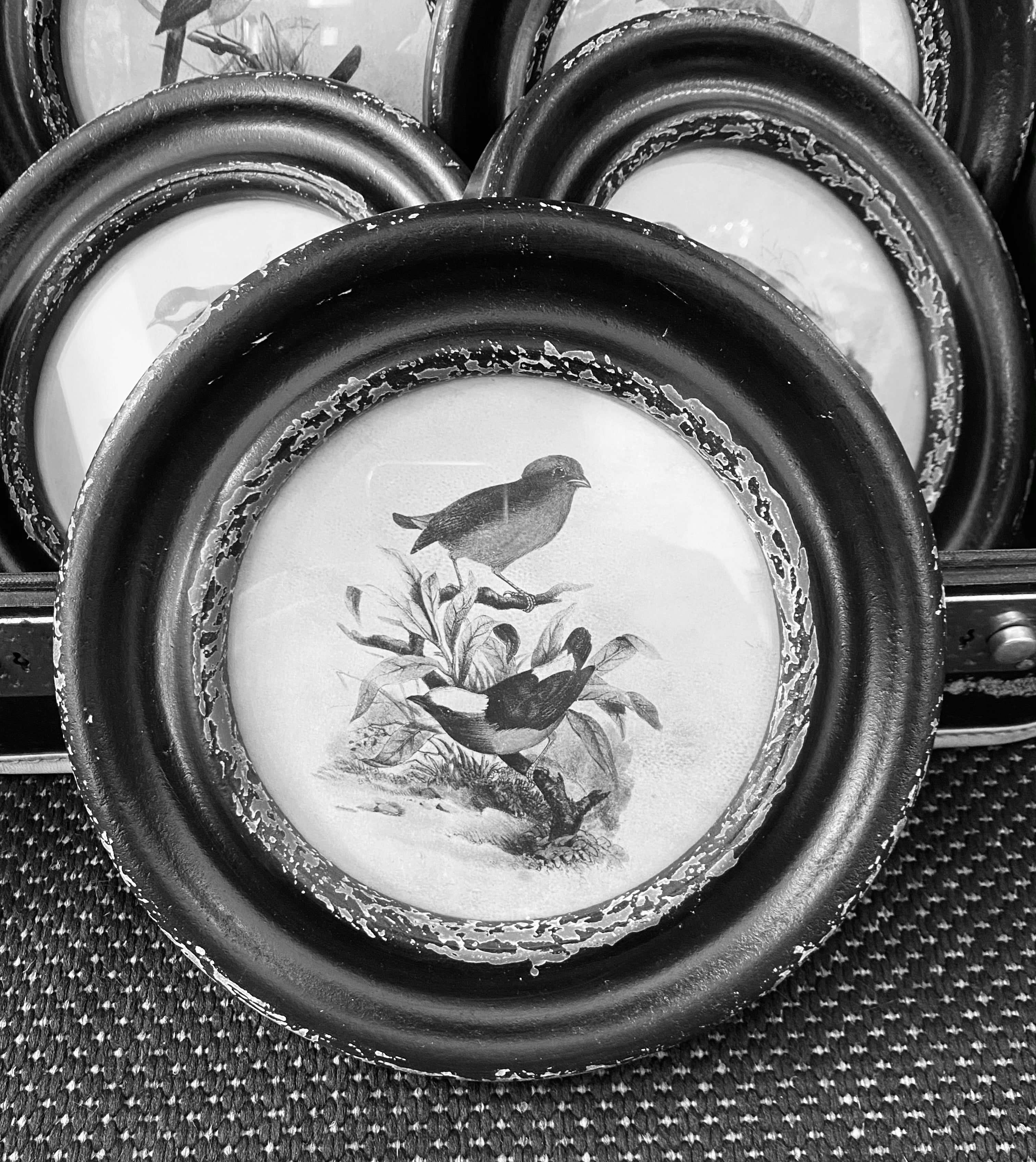 Black Round Framed Bird Prints