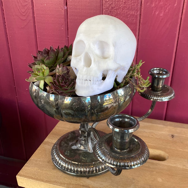 Rose Quartz Succulents in Silver Candle Planter w/ Skull
