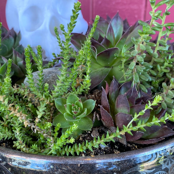 Skull, Rose Quartz & Succulent in Cambridge Bowl w/ Silver Lace