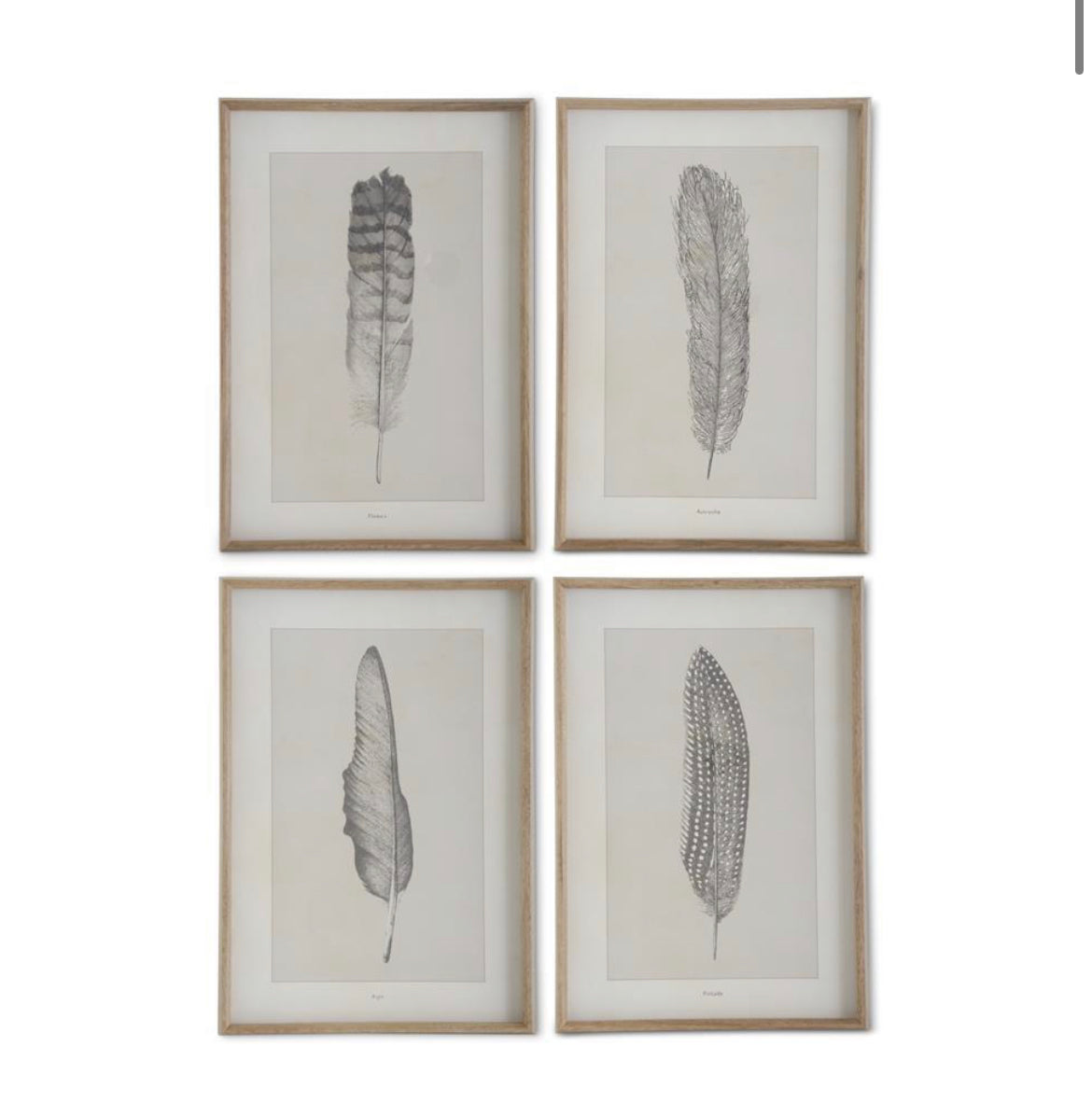 Framed Feather Print