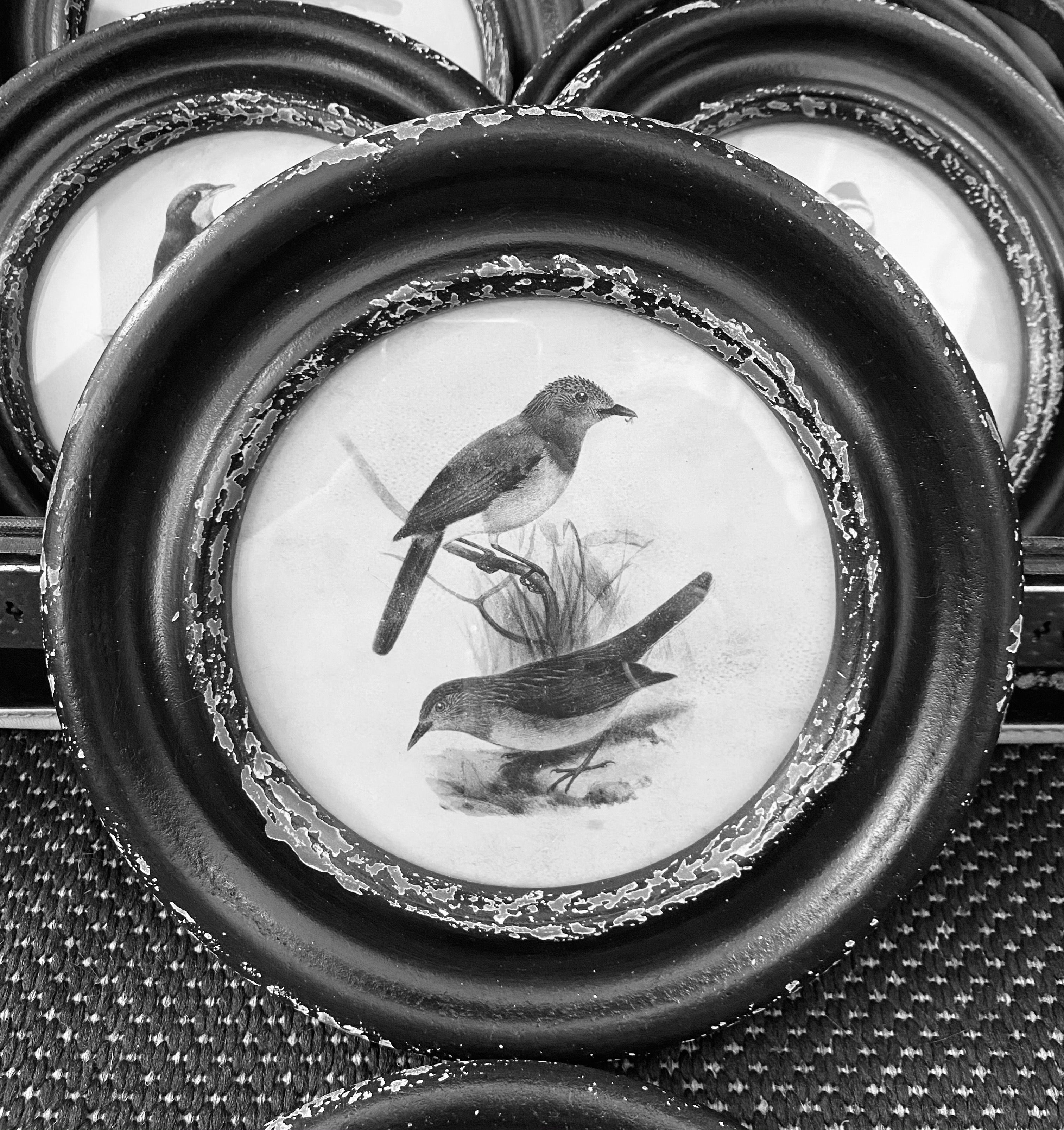 Black Round Framed Bird Prints