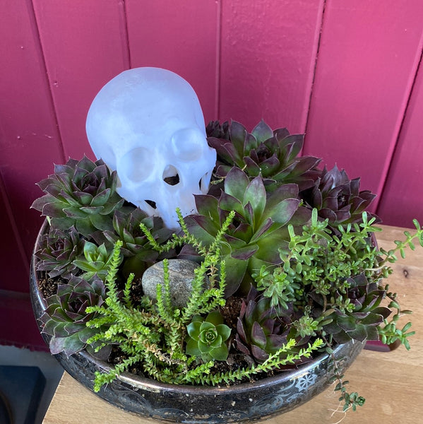 Skull, Rose Quartz & Succulent in Cambridge Bowl w/ Silver Lace