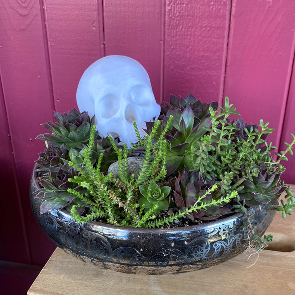 Skull, Rose Quartz & Succulent in Cambridge Bowl w/ Silver Lace