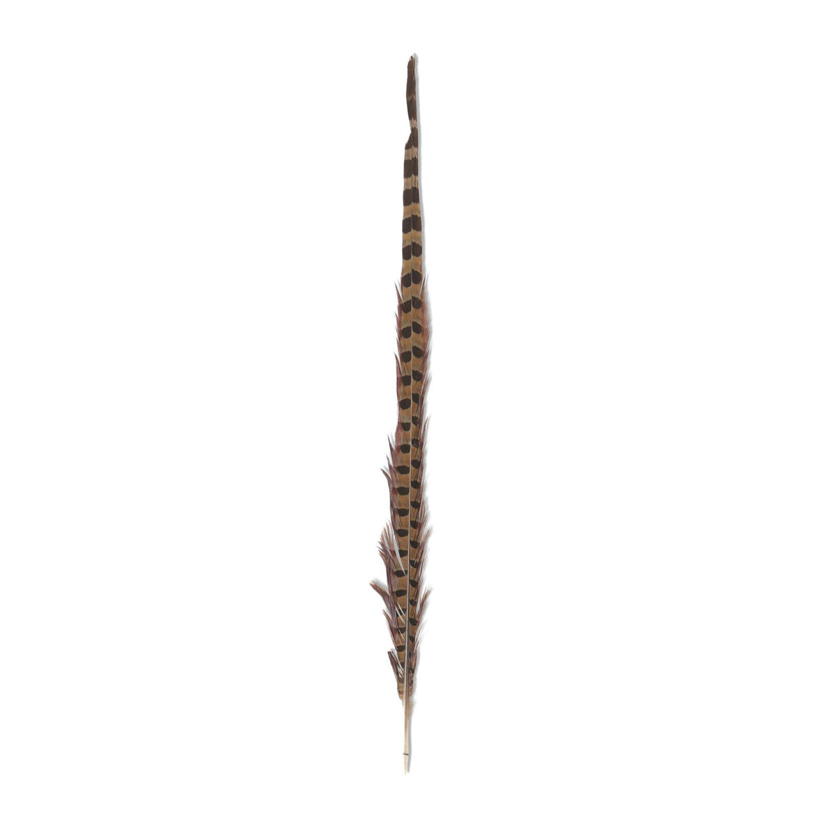 Feathers